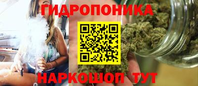 шишки Гай